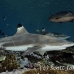 shark_blacktip_1t_srmr_beqa_h_0295_fij7507.jpg